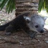 Логотип телеграм канала @wanderingbinturong — Wandering Binturong