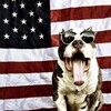 Logo of telegram channel watchdogusa — The WatchDog