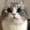 Логотип телеграм канала @wavacat — Й