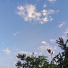 Логотип телеграм канала @waxsiy_blogm — Prosta