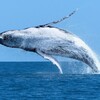 Telegram арнасының логотипі way_to_whales — way to whales