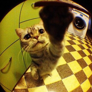 Логотип телеграм канала @wbnaprostom — Логово котят🐈