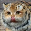 Логотип телеграм канала @web_adventure — Приключение в интернетах