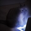 Логотип телеграм канала @webmconvert — Webm в конверте