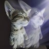 Логотип телеграм канала @webmmbew — ВЭБМ.