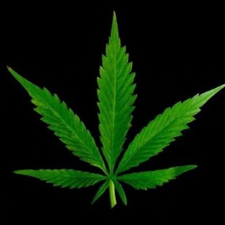 لوگوی کانال تلگرام weed_pn — Weed pn