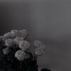 Логотип телеграм канала @weeowii — ℒ