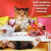Telegram channel C³ - Кофе, Кэш, Котики logo
