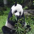 电报频道的标志 weixinjiefeng3 — 解封 人脸解封 微信/QQ 专业过各种人脸解封