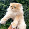 Telegram channel Wendy's cat logo