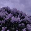 Логотип телеграм канала @wgdbl — Западает в душу