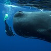 Логотип телеграм канала @whales_mauritius — Клан матушки Ирэн