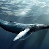 Логотип телеграм канала @whalesincryptocom — 🐋 Whales in crypto