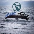 Logo saluran telegram whalesinsiderofficial — Whales Insider ®