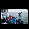 Logo of telegram channel whalewatcherse — Whale Watcher