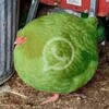 Логотип телеграм канала @whatsappchickenz — WhatsApp