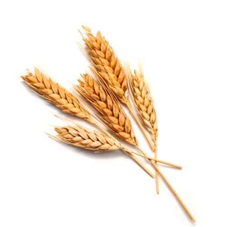 Логотип телеграм канала @wheatsales — Пшеница