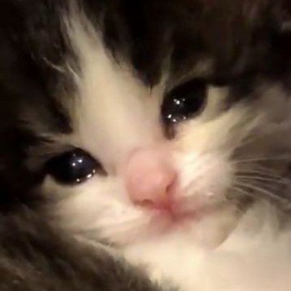 Логотип телеграм канала @when_cats_cry — когда плачут котики
