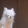 Логотип телеграм канала @whiningdog — хнычущая сабака