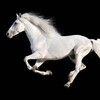 Логотип телеграм канала @white_horse_betting — White Horse Betting