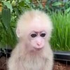 Логотип телеграм канала @whitemonkeyvideos — Monkey videos 🐒 (White monkey)