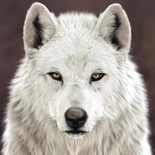 Логотип телеграм канала @whitewolfpoetry — White Wolf