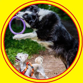 Логотип телеграм канала @whydog — По жизни с собакой — Анна Епифанцева