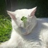 Логотип телеграм канала @wiccan_cat — Ведьмин Кот | Мемы | Юмор | Викка | Язычество | Магия