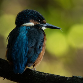 Логотип телеграм канала @wild_photo — Дикий фотограф