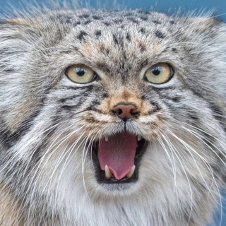 Логотип телеграм канала @wild_suncat — ДИКИЕ КОШКИ