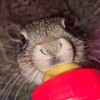 Логотип телеграм канала @wild_volonter — Дикий Дневник