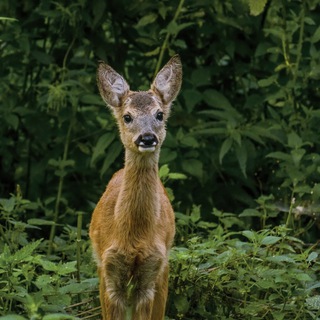 Логотип телеграм канала @wildlife_nature — Живая Природа