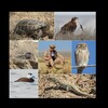 Telegram арнасының логотипі wildlife_of_karakalpakstan — WILDLIFE OF KARAKALPAKSTAN
