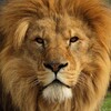 Логотип телеграм канала @wildlife_videoru — Wildlife video
