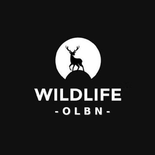 Logo of telegram channel wildlifeolbn — Wildlife OLBN ™ 🐘 Animals 🦧 Plants 🌳 Insects 🪰 Forest 🦬 Photography 📸 Nature 🦅 Earth 🦀 Sea 🐠 Videos 🎥