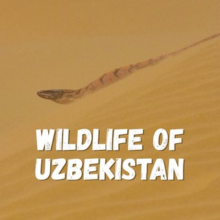Telegram kanalining logotibi wildlifeuzb — Wildlife of Uzbekistan | Ўзбекистоннинг ёввойи табиати