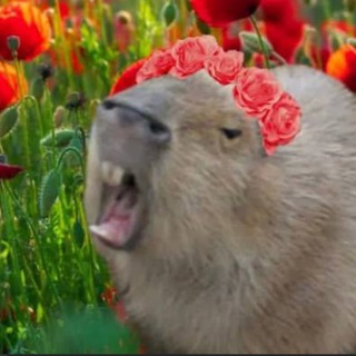 Логотип телеграм канала @wildmemefromwild — Дикий мем 🐅 Распространяй львияние 🌵🌵