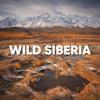 Telegram channel WILD RUSSIANS | СИБИРЬ logo
