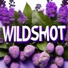 Логотип телеграм канала @wildshmott — 𝖂𝖎𝖑𝖉𝖘𝖍𝖒𝖔𝖙 / Одежда с WB / OZON