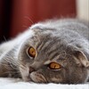 Логотип телеграм канала @william_cattt — william_catt