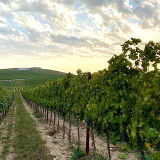 Логотип телеграм канала @winetravelrussia — Винный туризм. Россия