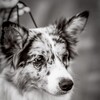 Логотип телеграм канала @winfly_kennel — Winfly - питомник бордер колли и папийонов