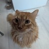 Логотип телеграм канала @winixy_lol — гифт от виникси