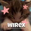 Логотип телеграм канала @wirexotzz — 𝐰𝐢𝐫𝐞𝐱 🐾 || заработок на отзывах