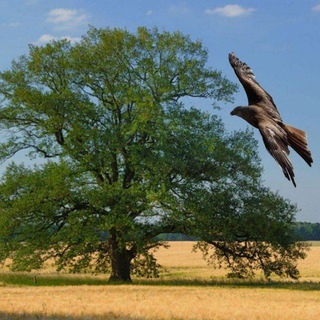 Logo des Telegrammkanals wirgemeinsamfuerunsereheimat - Neuer Kanalname: ❣Wir❣Gemeinsam in die neue Zeit 🕊🪶