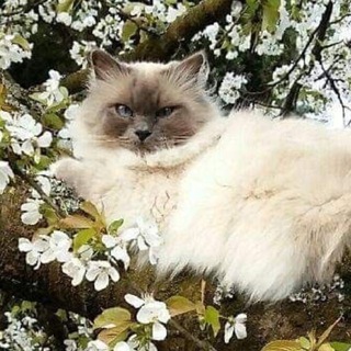 Логотип телеграм канала @wish_thxs — вот бы