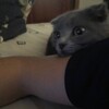 Логотип телеграм канала @wiskasswl — вискас🐾