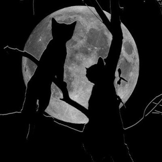 Логотип телеграм канала @witchword — Vестник Vедьмы