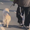 Логотип телеграм канала @wkewllox — хз ну вкевл