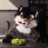 Логотип телеграм канала @wolchachevibe — Волчачий вайб